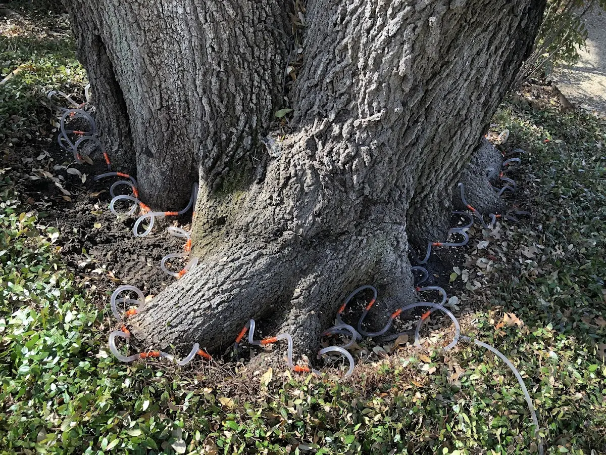 Detailed Tree Cabling and Bracing job site in Wallsburg